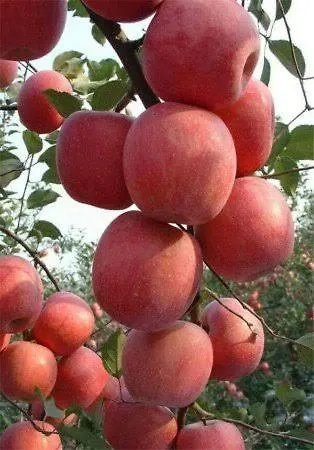 Aden Valley, Kanthalloor 0*,